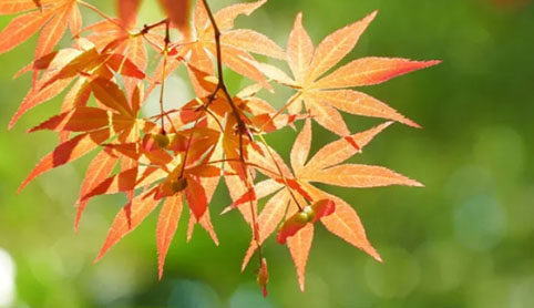 廿四节气 | 立秋——养收做得好，健康陪到老，提前收好这份立秋养生“宝典”