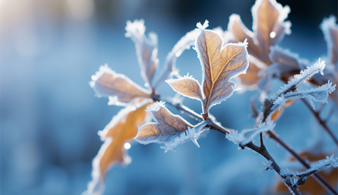 廿四节气 | 霜降：滋养肾阴，扶养正气待冬来