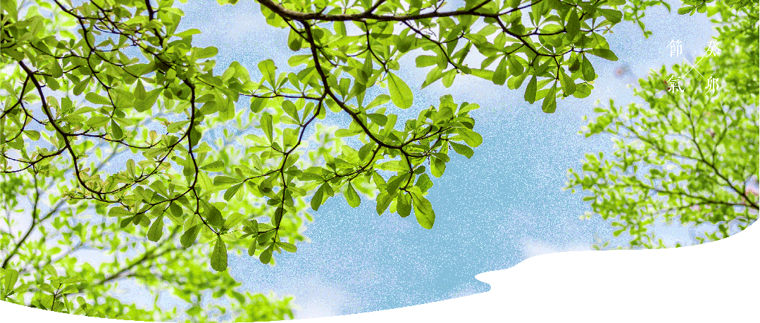 廿四节气|立夏：暄妍盛立启夏开，乔蔓万生兴锦怀