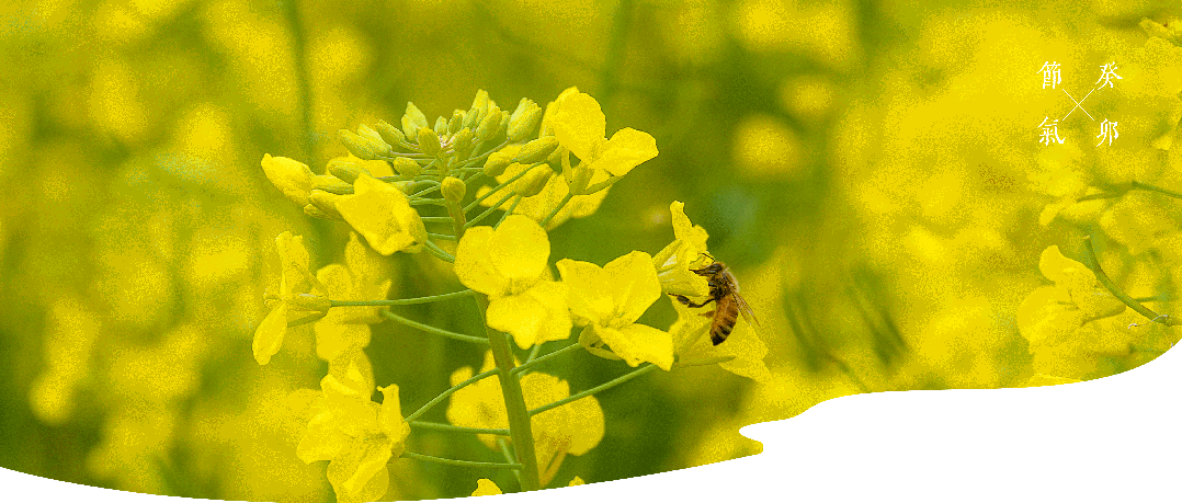 廿四节气 | 惊蛰：春雷惊醒千虫梦，惠风拂面花开浓