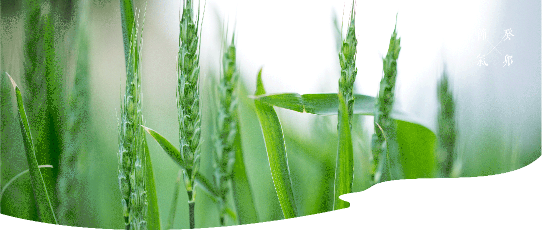 廿四节气|小满：小满盈前近丰实，人生最好在谦怀