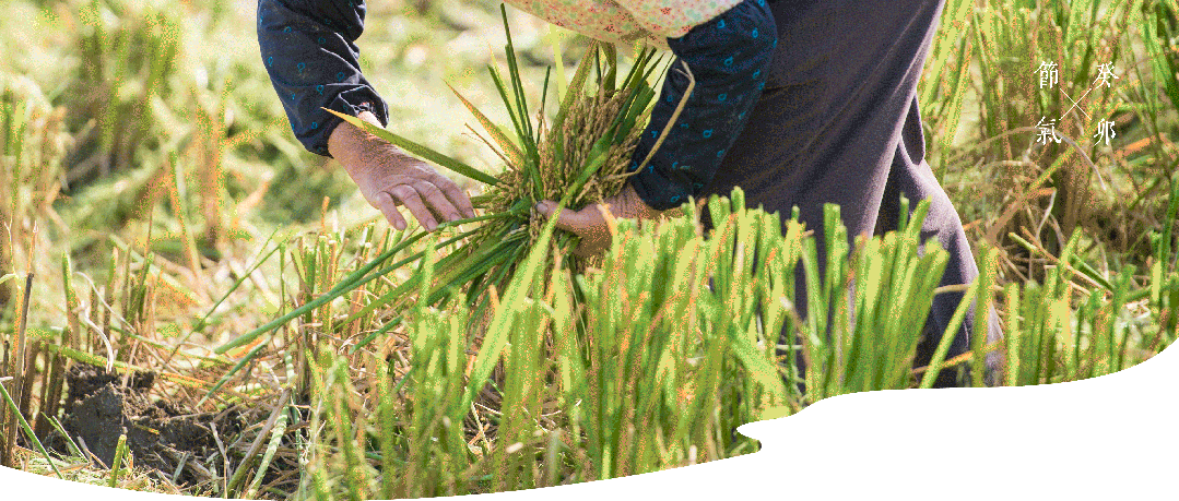 廿四节气 | 芒种：一年收获经芒种，气运统调在身心