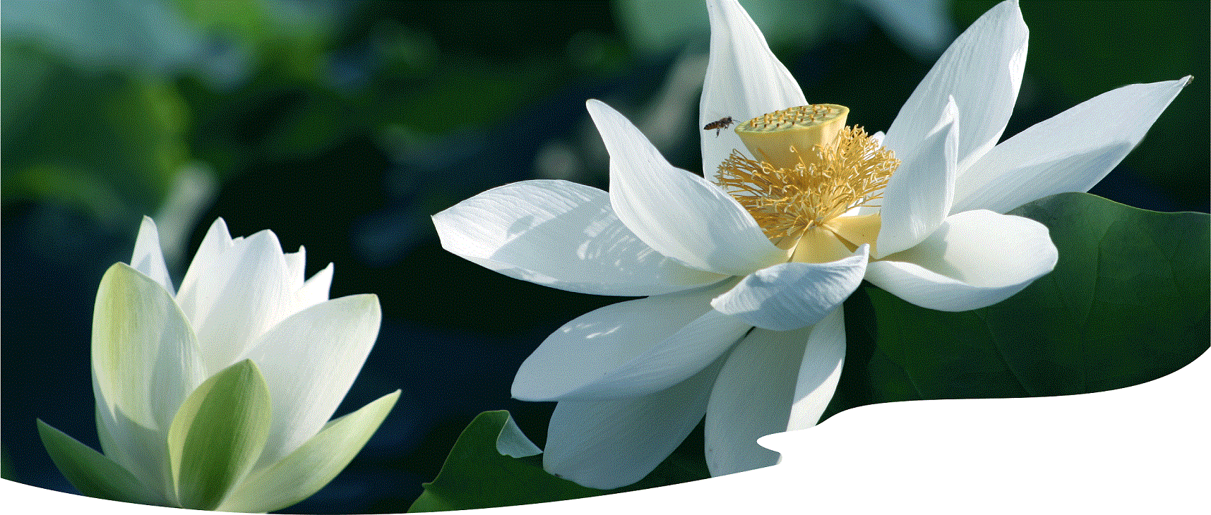 廿四节气 | 小暑：炎炎护心阳，中医养生有妙方，小暑不仅仅是要防中暑，更要......