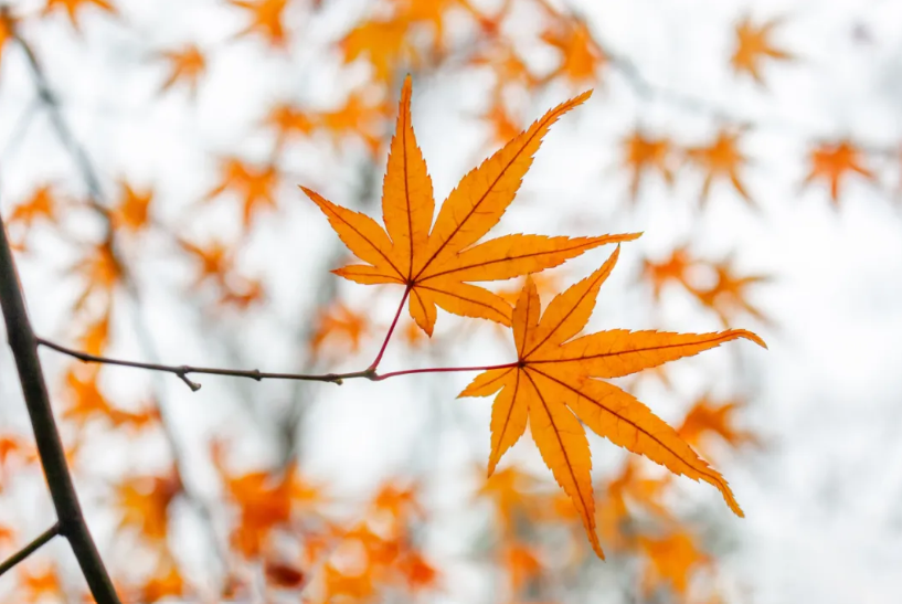 廿四节气 | 霜降柿红时，健脾敛阳正相宜！