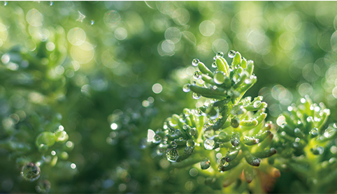 廿四节气 | 雨水至，健脾祛湿正当时！