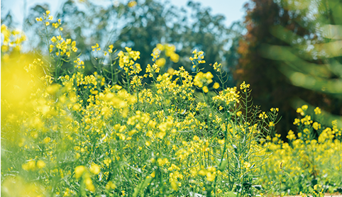 廿四节气 |春分至，调气养形正当时！