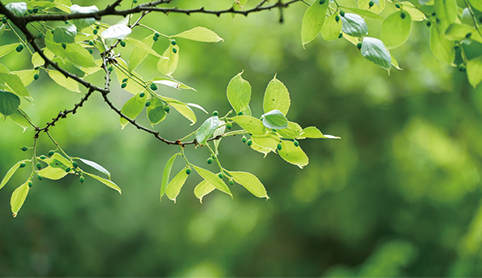 廿四节气 | 护肝健脾祛湿邪，清明养生正当时！
