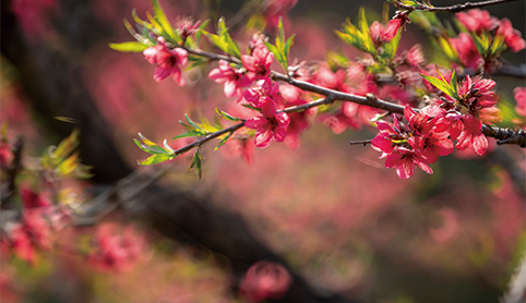 女性春季养生特辑：经期调理+护肤攻略二合一