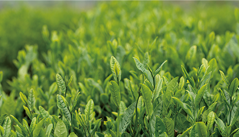 廿四节气 | 健脾祛湿清肝火，谷雨养生正当时！