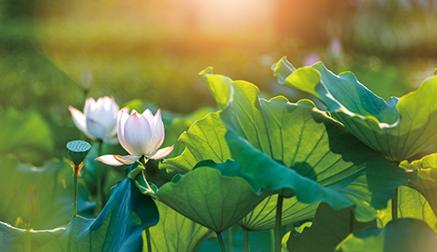 廿四节气 | 养心护阳祛暑湿，立夏养生正当时！