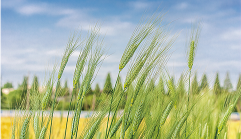 廿四节气 | 清心敛阳化脾湿，小满养生正当时！