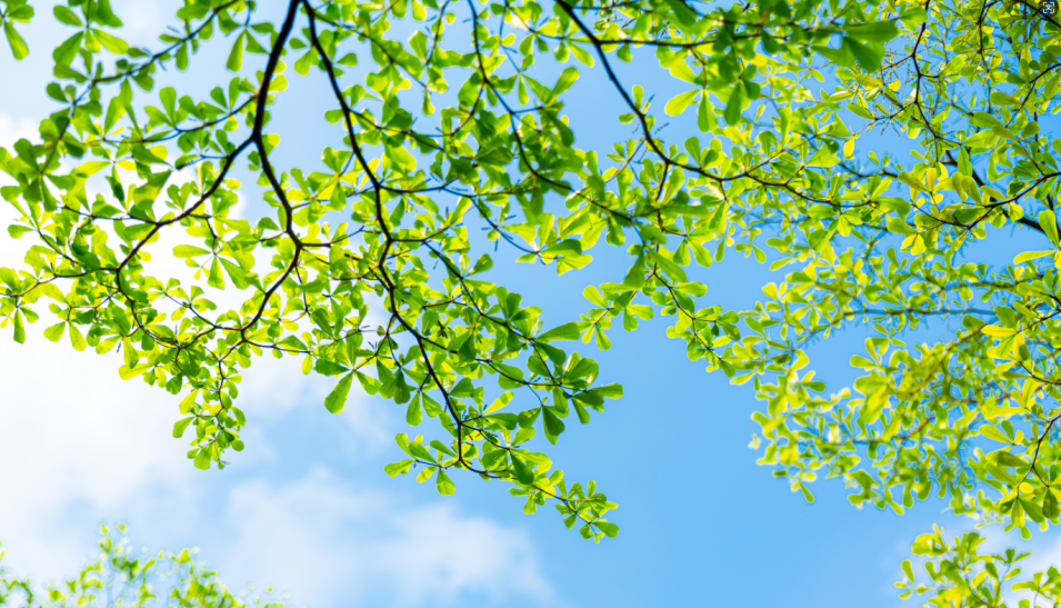 廿四节气 | 小暑到，三伏近，“暑”你健康养生时！