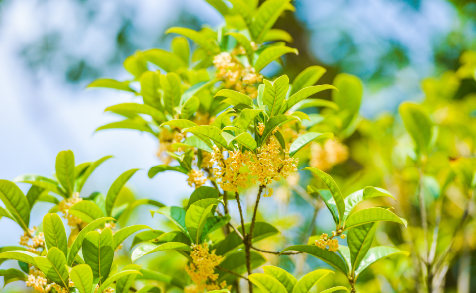 廿四节气 | 承“伏”之阳，润“秋”之燥：处暑养生正当时！