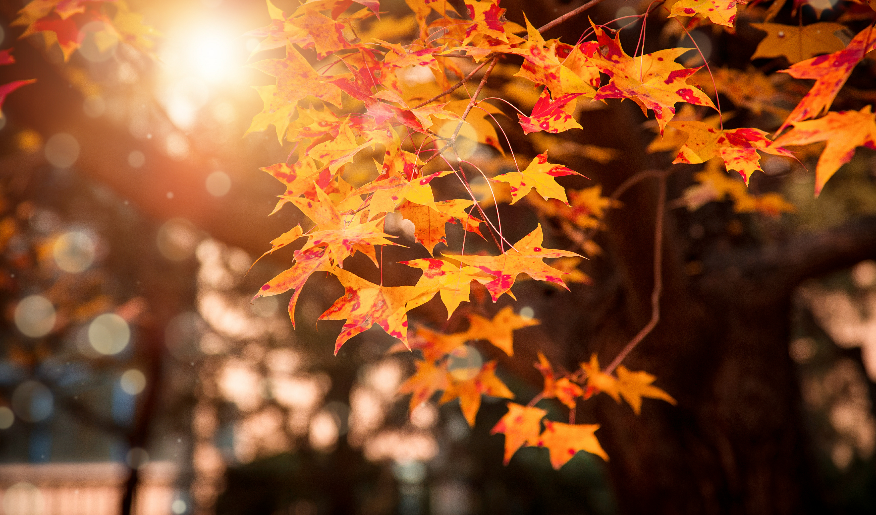 廿四节气 | 秋分桂香浓，润肺补养正当时！